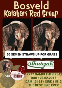 25X NAMIB SEMEN STRAWS