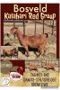 1X KALAHARI RED OOI/EWE FLOCK CW DREYER KALAHARI REDS