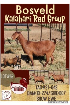 1X KALAHARI RED OOI/EWE FLOCK CW DREYER KALAHARI REDS