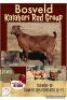 1X KALAHARI RED OOI/EWE FLOCK CW DREYER KALAHARI REDS