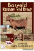 1X KALAHARI RED OOI/EWE STUD CW DREYER KALAHARI REDS