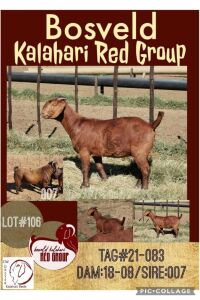 1X KALAHARI RED OOI/EWE FLOCK CW DREYER KALAHARI REDS