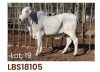 1 x BRAHMAN HEIFER LBS18105 (PAY PER PIECE TO TAKE THE LOT) LETSOMO BRAHMAN STUD