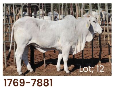 1 x BRAHMAN HEIFER 17697881 LETSOMO BRAHMAN STUD