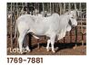 1 x BRAHMAN HEIFER 17697881 LETSOMO BRAHMAN STUD - 2