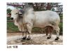 20 x SEMEN SEMEN (PAY PER PIECE TO TAKE THE LOT)LETSOMO BRAHMAN STUD