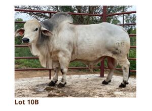 20 x SEMEN SEMEN (PAY PER PIECE TO TAKE THE LOT)LETSOMO BRAHMAN STUD