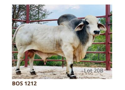 1 x BRAHMAN SEMEN BOS1212 LETSOMO BRAHMAN STUD