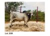 10 x SEMEN SEMEN BOS1211 (PAY PER PIECE TO TAKE THE LOT) LETSOMO BRAHMAN STUD