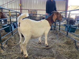 1X EWE KOATI BOERBOERSTOET 