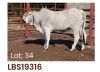 1 x BRAHMAN HEIFER LBS19316 LETSOMO BRAHMAN STUD