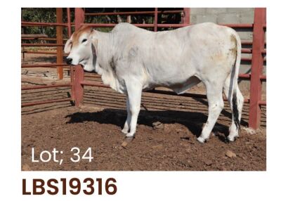 1 x BRAHMAN HEIFER LBS19316 LETSOMO BRAHMAN STUD