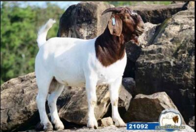 1X BOER GOAT EWE DISCO BOERBOKSTOET FLOCK