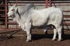 1 x BRAHMAN BULL LBS18181 LETSOMO BRAHMAN STUD - 2