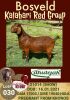 1X KALAHARI RED OOI/EWE STUD DHIDEJAK BOERBOK BOERDERY