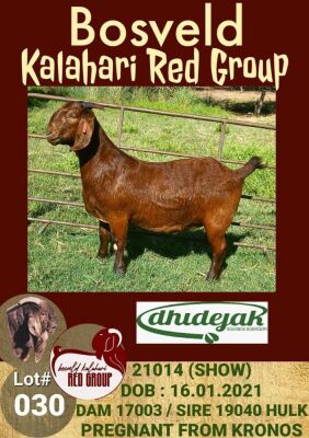 1X KALAHARI RED OOI/EWE STUD DHIDEJAK BOERBOK BOERDERY