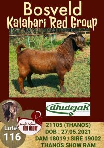 1X KALAHARI RED RAM POTENTIAL STUD DHIDEJAK BOERBOK BOERDERY