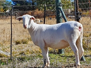 1X WIT DORPER STUD OOI/EWE IT’S A WHITEDORPER