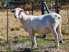 1X WIT DORPER STUD OOI/EWE IT’S A WHITEDORPER - 2