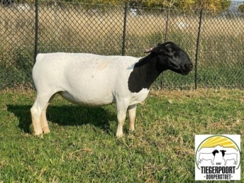 1X DORPER STUD OOI/EWE TIEGERPOORT