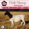 1X DORPER STUD OOI/EWE PINK SHEEP DORPERS - 3