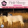 1X DORPER FLOCK OOI/EWE PINK SHEEP DORPERS - 2