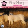 1X DORPER FLOCK OOI/EWE PINK SHEEP DORPERS - 3