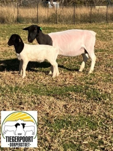 1+1X DORPER T5 OOI/EWE TIEGERPOORT