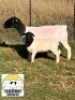 1+1X DORPER T5 OOI/EWE TIEGERPOORT