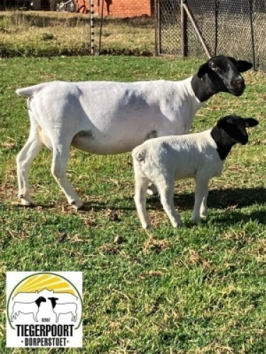 1+1X DORPER STUD OOI/EWE TIEGERPOORT
