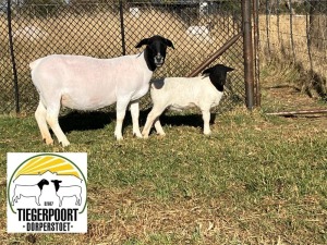 1+1X DORPER STUD OOI/EWE TIEGERPOORT