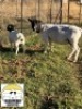 1+1X DORPER STUD OOI/EWE TIEGERPOORT