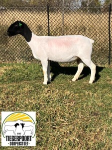 1X DORPER FLOCK OOI/EWE TIEGERPOORT