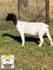 1X DORPER STUD OOI/EWE TIEGERPOORT