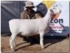 1X WIT DORPER T5 OOI/EWE HORIZON WITDORPERS