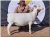 1X WIT DORPER STUD OOI/EWE HORIZON WITDORPERS