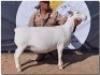 1X WIT DORPER STUD OOI/EWE HORIZON WITDORPERS