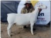 1X WIT DORPER T5 OOI/EWE HORIZON WITDORPERS