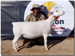 1X WIT DORPER STUD OOI/EWE HORIZON WITDORPERS