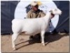 1X WIT DORPER T5 OOI/EWE HORIZON WITDORPERS