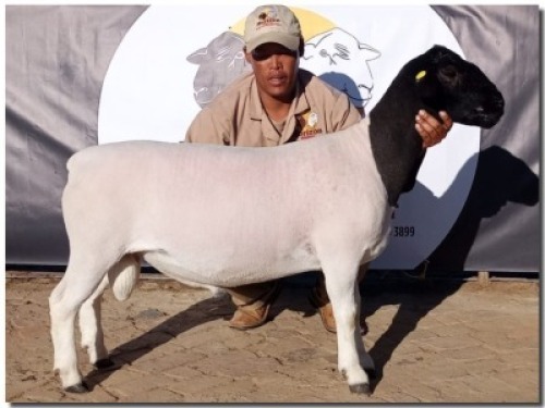 1X DORPER FLOCK RAM HORIZON WITDORPERS