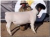1X DORPER STUD RAM HORIZON WITDORPERS