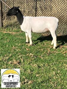 1X DORPER FLOCK OOI/EWE TIEGERPOORT