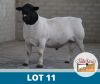 1X DORPER STUD DE OUDE KRAAL