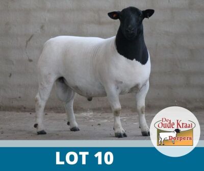 1X DORPER STUD DE OUDE KRAAL