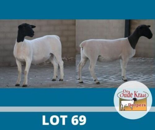 2X DORPER STUD DE OUDE KRAAL (Pay per piece to take the lot)