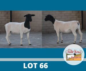 2X DORPER STUD DE OUDE KRAAL (Pay per piece to take the lot)