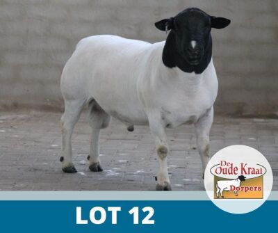 1X DORPER STUD DE OUDE KRAAL