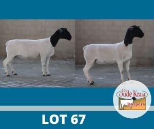 2X DORPER STUD DE OUDE KRAAL (Pay per piece to take the lot)