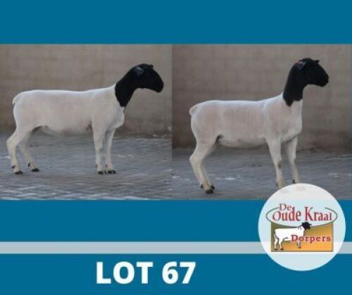 2X DORPER STUD DE OUDE KRAAL (Pay per piece to take the lot)